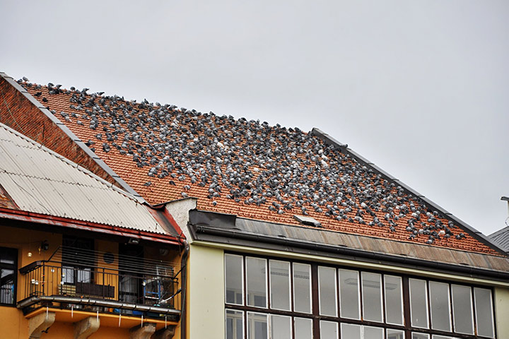 A2B Pest Control are able to install spikes to deter birds from roofs in Henlow. 