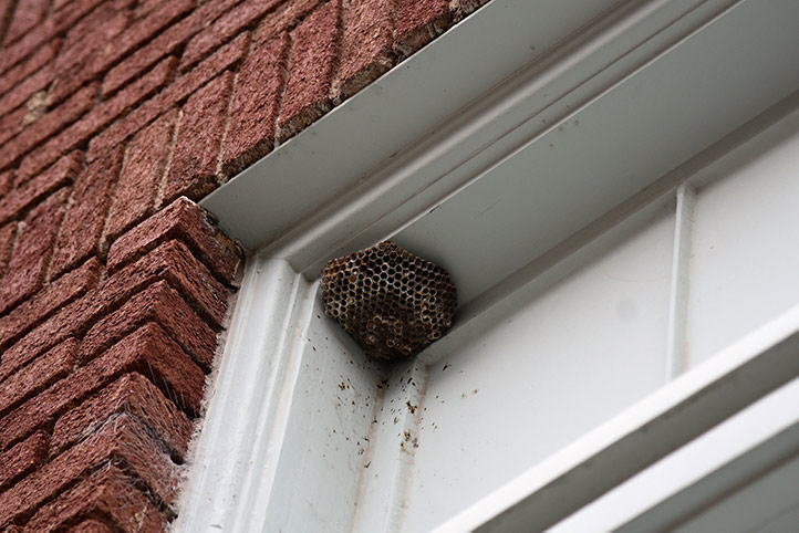 We provide a wasp nest removal service for domestic and commercial properties in Henlow.